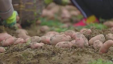 农村土豆洋芋马铃薯丰收视频的预览图
